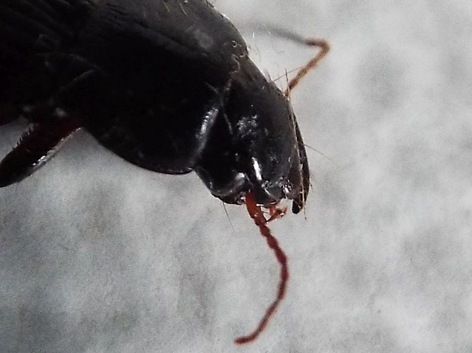 Harpalus cf. tardus - Carabidae